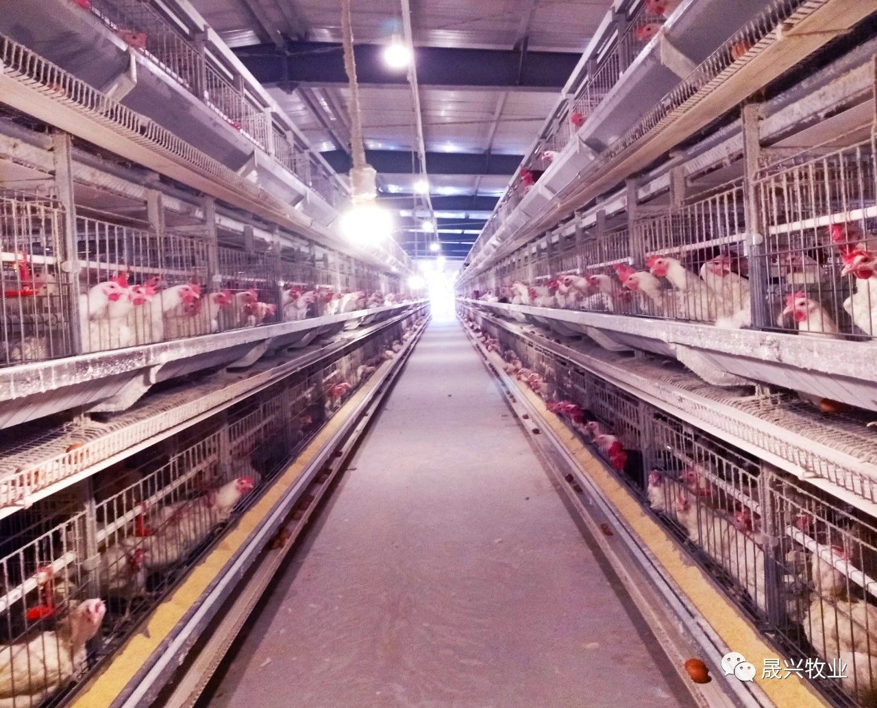 ������ֳװ��